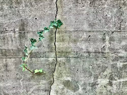 A small plant growing out of a crack in a concrete path